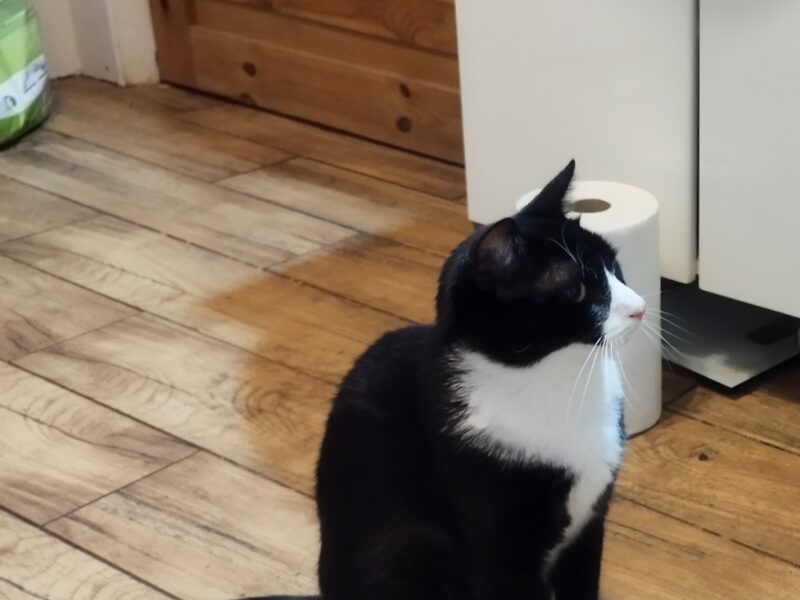 Zaginął czarno-biały kocur Przystawy