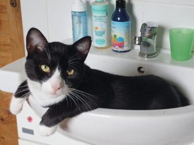 Zaginął czarno-biały kocur Przystawy