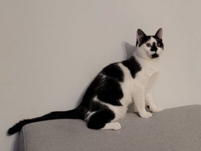 Zaginął kotek BURBON