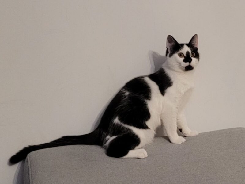 Zaginął kotek BURBON