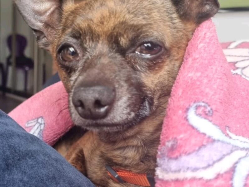 Zaginął podpalany ratlerek Remik