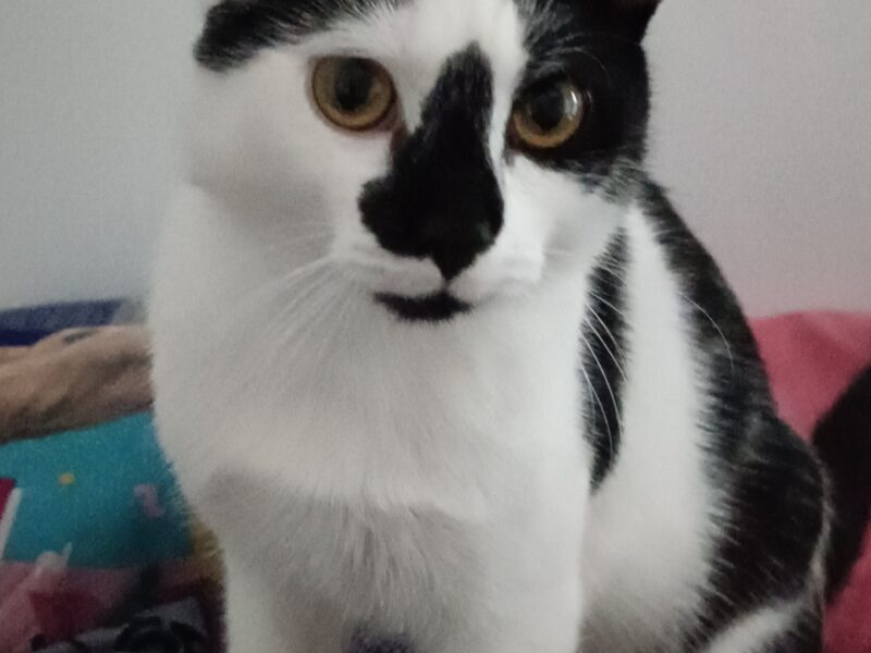 Zaginął kotek BURBON