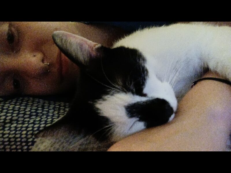 Zaginął kotek BURBON