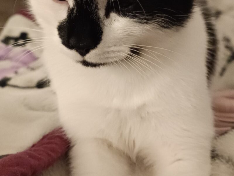 Zaginął kotek BURBON