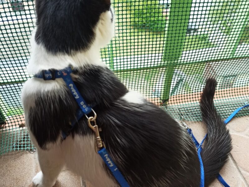 Zaginął kotek BURBON