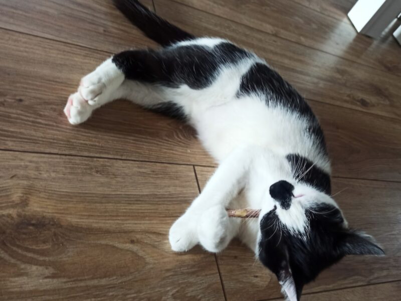 Zaginął kotek BURBON