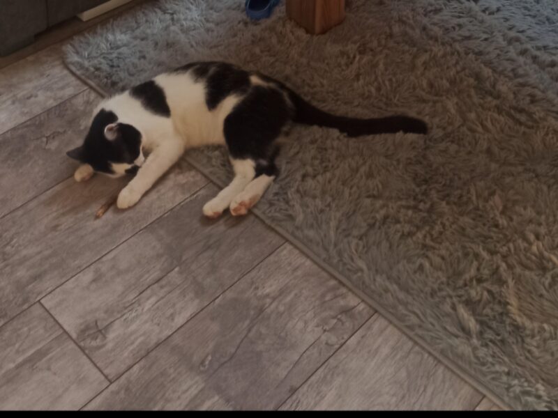 Zaginął kotek BURBON