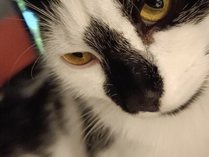 Zaginął kotek BURBON