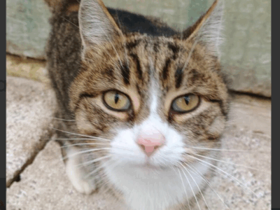 POMOCY ! Zaginęła kotka Malutka