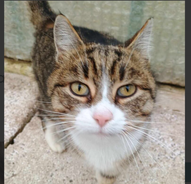 POMOCY ! Zaginęła kotka Malutka