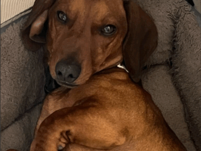 Zaginął Jamnik Wafel