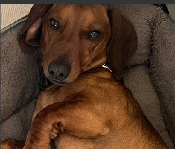 Zaginął Jamnik Wafel