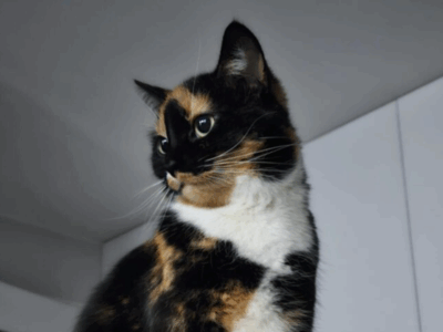 Zaginęła Kotka Frotka