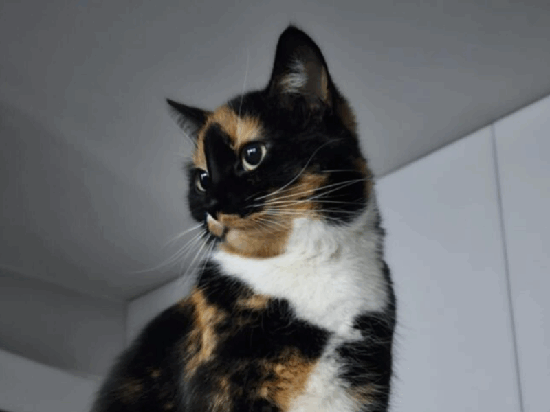 Zaginęła Kotka Frotka