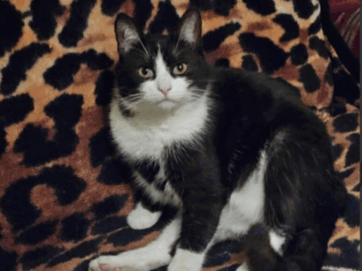 Zaginął kot Drapek