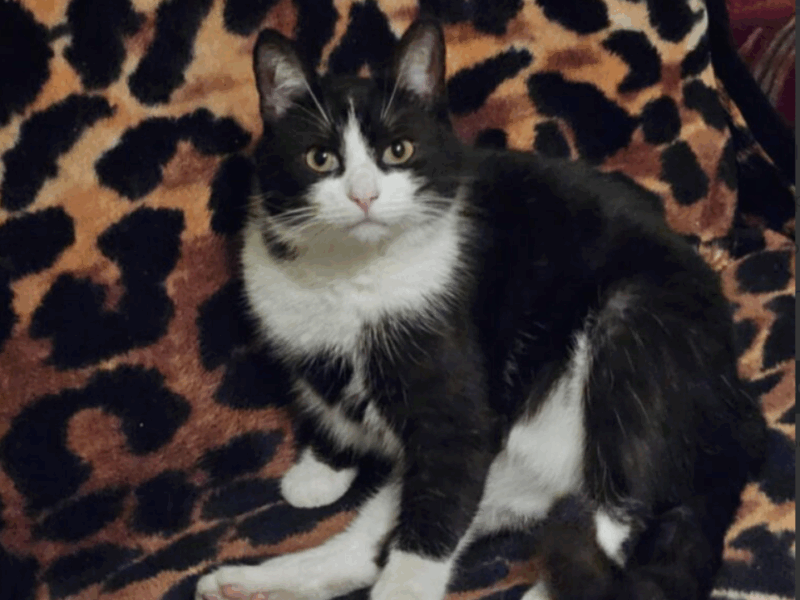 Zaginął kot Drapek