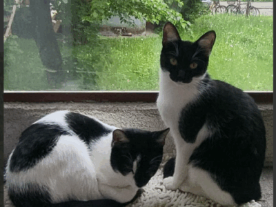 Zaginęła 9-miesięczna kotka Kropeczka