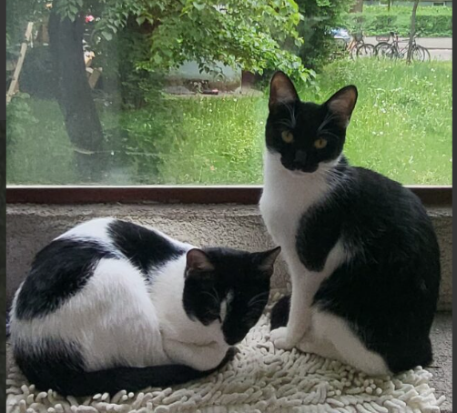 Zaginęła 9-miesięczna kotka Kropeczka