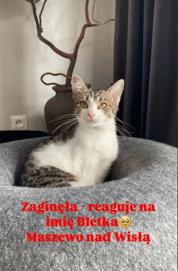 ZAGINĘŁA KOTKA BLETKA !!!