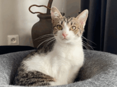 ZAGINĘŁA KOTKA BLETKA !!!