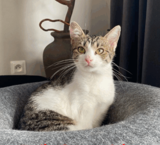 ZAGINĘŁA KOTKA BLETKA !!!