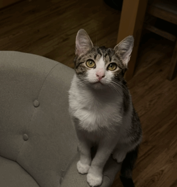 ZAGINĘŁA KOTKA BLETKA !!!