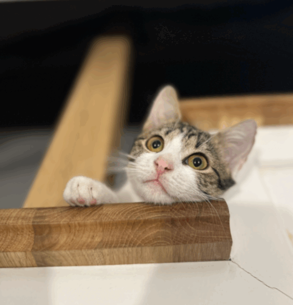 ZAGINĘŁA KOTKA BLETKA !!!