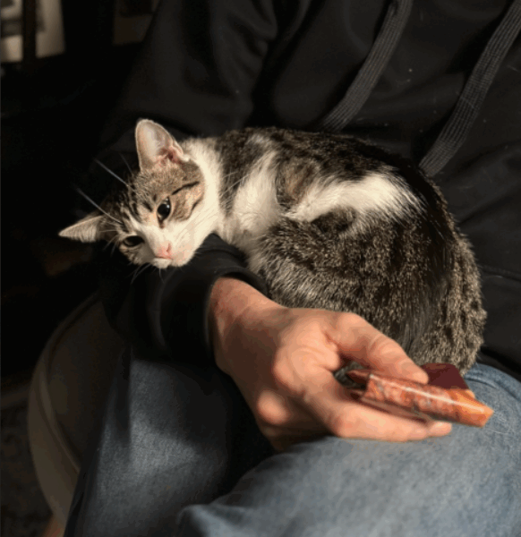 ZAGINĘŁA KOTKA BLETKA !!!