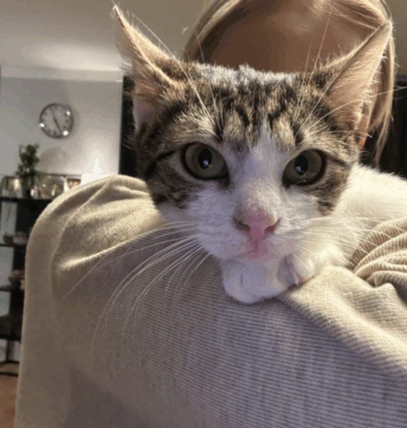 ZAGINĘŁA KOTKA BLETKA !!!