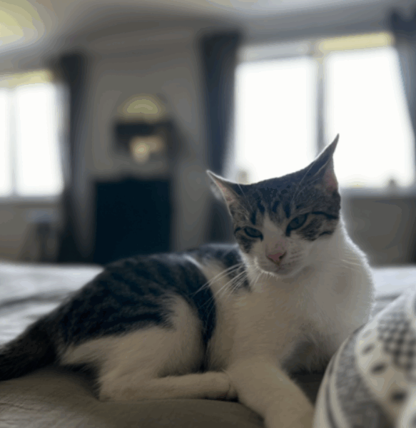 ZAGINĘŁA KOTKA BLETKA !!!