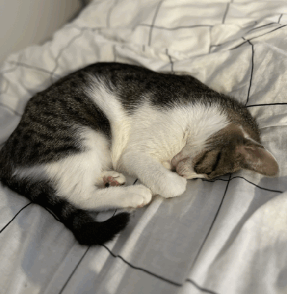 ZAGINĘŁA KOTKA BLETKA !!!