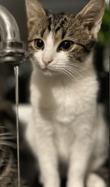 ZAGINĘŁA KOTKA BLETKA !!!