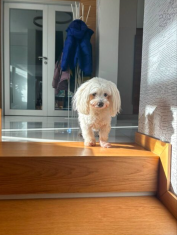 Zaginął piesek Maltańczyk - Gołęczyna, Grabówka