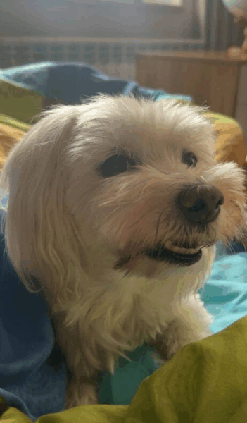 Zaginął piesek Maltańczyk - Gołęczyna, Grabówka