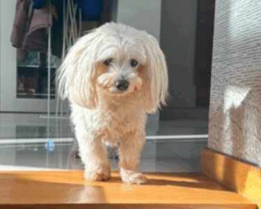 Zaginął piesek Maltańczyk - Gołęczyna, Grabówka