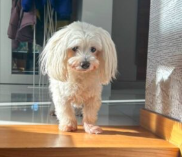 Zaginął piesek Maltańczyk - Gołęczyna, Grabówka