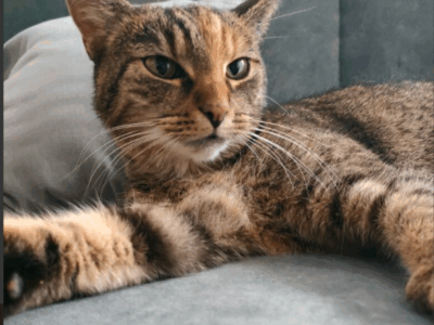 Zaginęła kotka Łapka