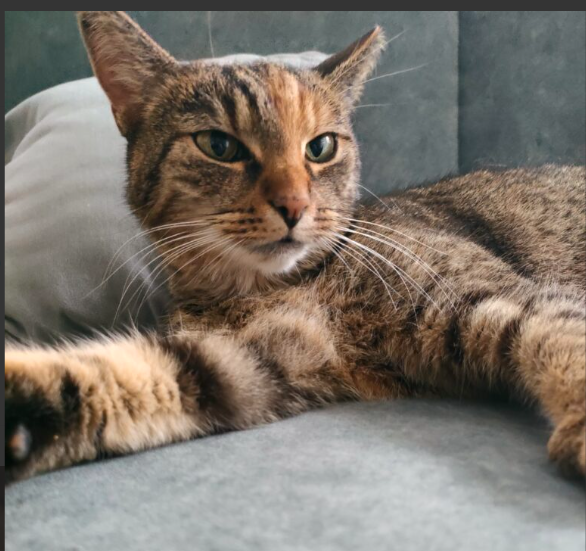 Zaginęła kotka Łapka