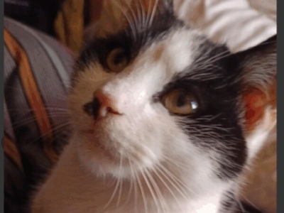 Szukamy Kotka Juliana