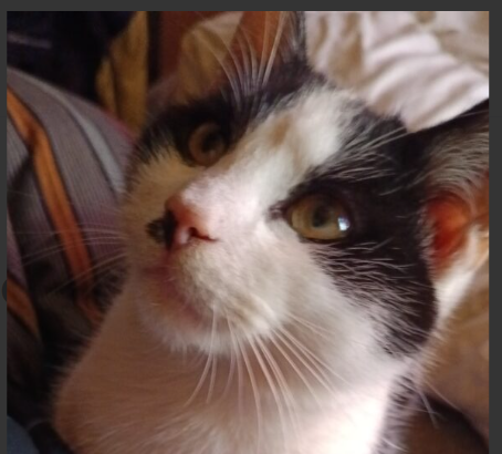 Szukamy Kotka Juliana