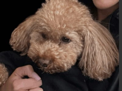 Zaginał piesek Pudel Toy