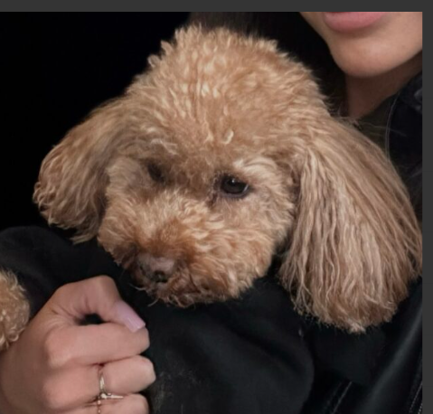 Zaginał piesek Pudel Toy