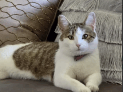 SZUKAMY KOTKI MARYSI