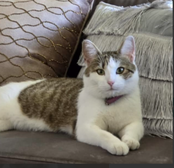 SZUKAMY KOTKI MARYSI