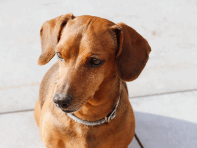 Zaginął Jamnik Aksel