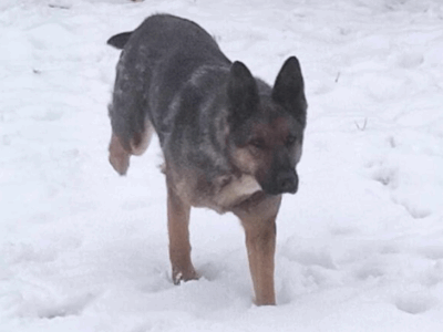 Zaginęła Sunia Owczarek Niemiecki