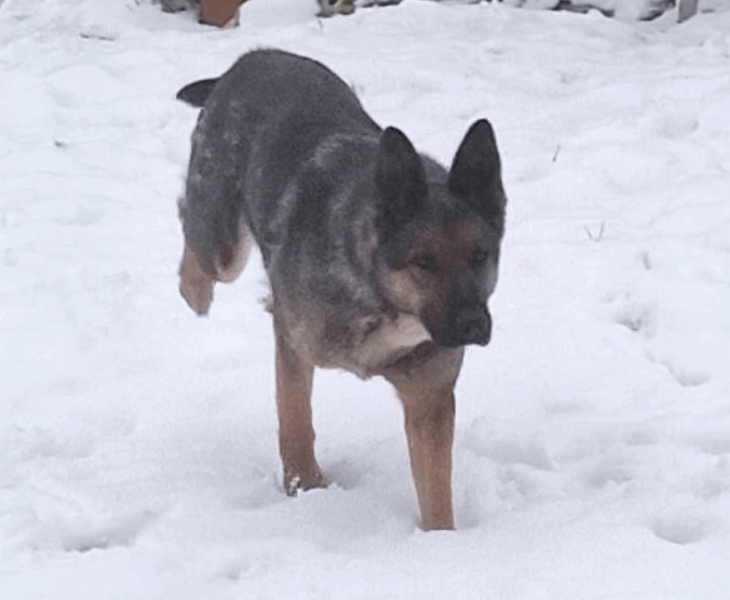 Zaginęła Sunia Owczarek Niemiecki