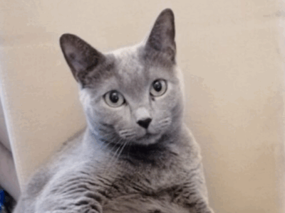 Zginęła kotka SILVA