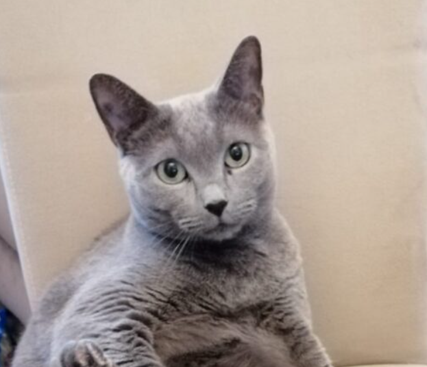 Zginęła kotka SILVA