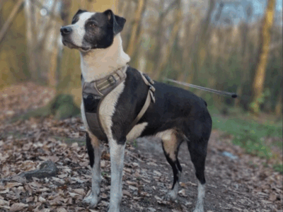 Zaginął pies w typie wyżła